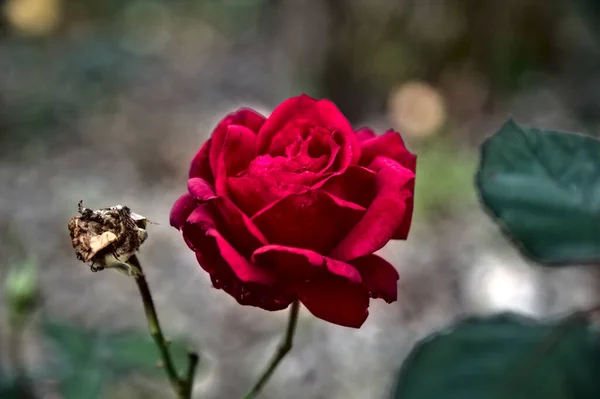 Κόκκινο Τριαντάφυλλο Άνθιση Στο Στέλεχος Του — Φωτογραφία Αρχείου
