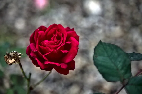 Vermelho Aumentou Flor Seu Caule — Fotografia de Stock