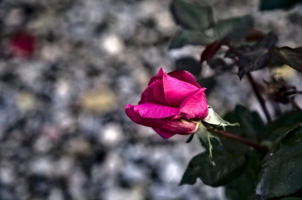 Sapında Pembe Çiçek Açtı — Stok fotoğraf