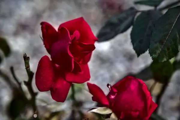 Rose Rouge Fleur Sur Tige — Photo