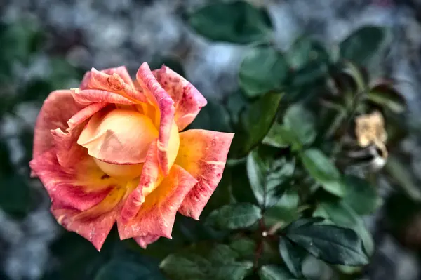 Narancssárga Rózsa Virágzik Szárán — Stock Fotó