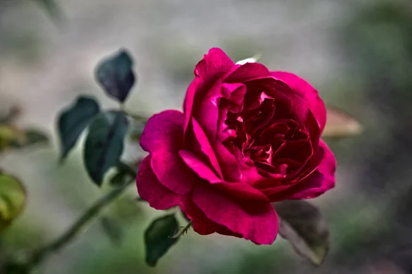 Purple Rose Bloom Its Stem — Stock Photo, Image