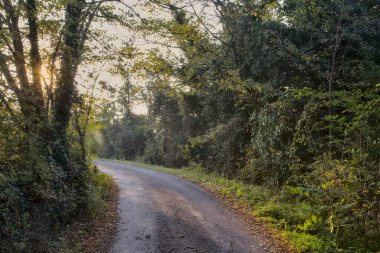 Sonbaharda günbatımında bir korulukta yol