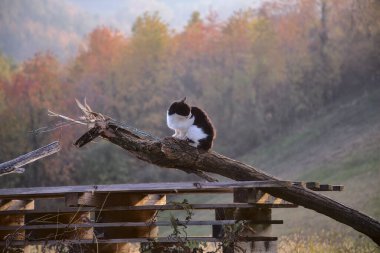 Gün batımında bir kütükte siyah beyaz bir kedi