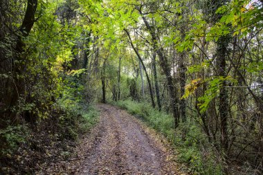 Sonbaharda gün batımında bir korulukta toprak yol