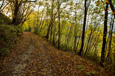 Sonbaharda gün batımında bir korulukta toprak yol