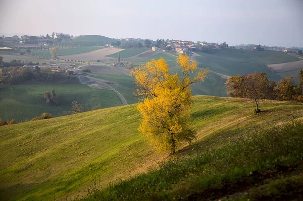 Ein Baum Mit Gelben Blättern Auf Einem Feld Einem Berghang — Stockfoto