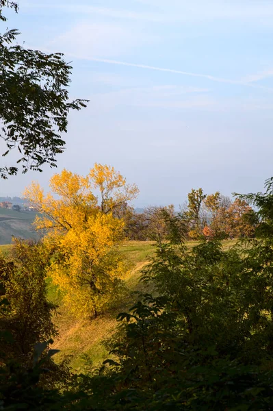 Sonbaharda Günbatımında Tepedeki Bir Tepede Sarı Yaprakları Olan Bir Ağaç — Stok fotoğraf