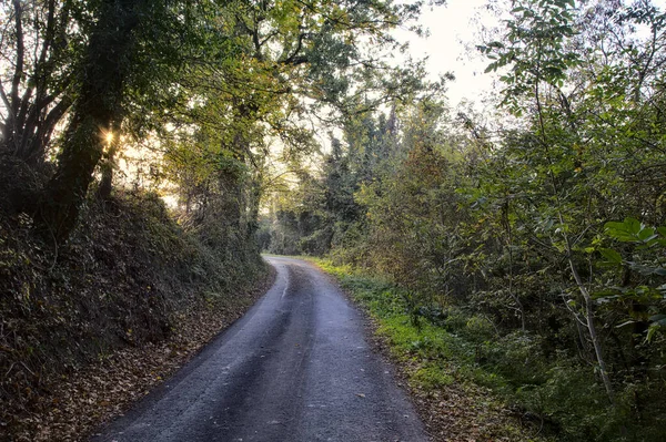 Sonbaharda günbatımında bir korulukta yol
