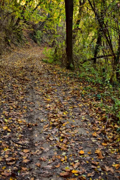 Camino Tierra Una Arboleda Otoño Atardecer — Foto de Stock