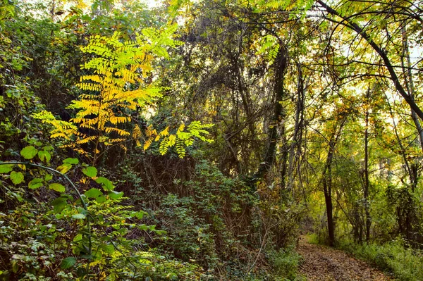 秋天落日的时候 森林里的泥泞小径 — 图库照片