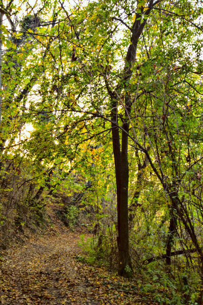 Dirt path in a grove in autumn at sunset