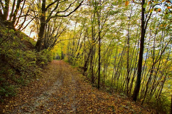 Грязная Дорожка Роще Осенью Закате — стоковое фото