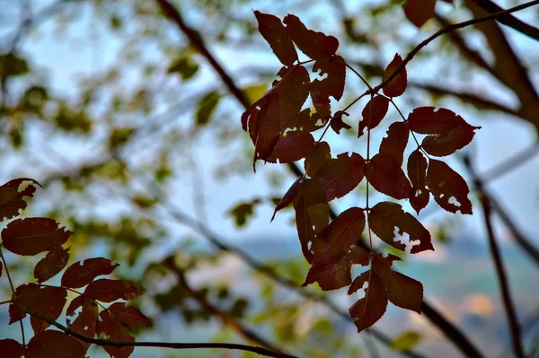 Červené Listy Větvi Při Západu Slunce — Stock fotografie