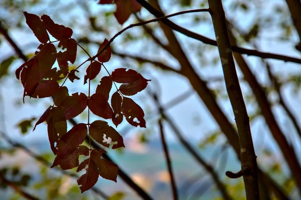 日落时 树枝上有红叶 — 图库照片