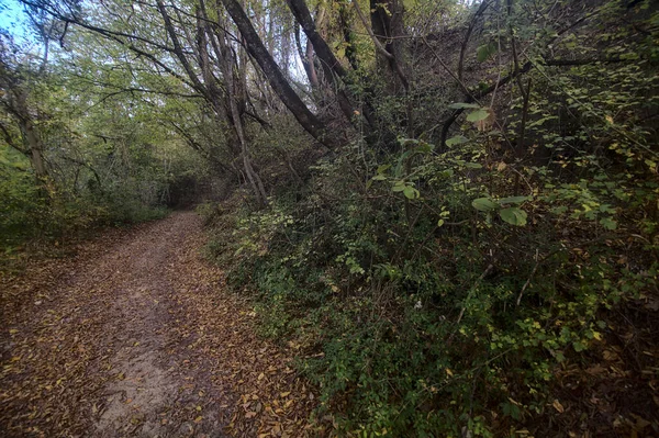 Camino Tierra Una Arboleda Otoño Atardecer —  Fotos de Stock