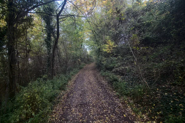 秋の日没の森の中の未舗装の道 — ストック写真