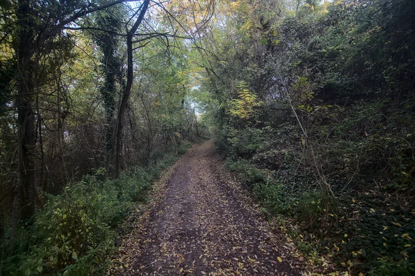 Camino Tierra Una Arboleda Otoño Atardecer —  Fotos de Stock