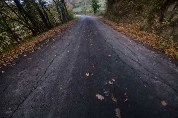 Route Dans Bosquet Coucher Soleil Automne — Photo