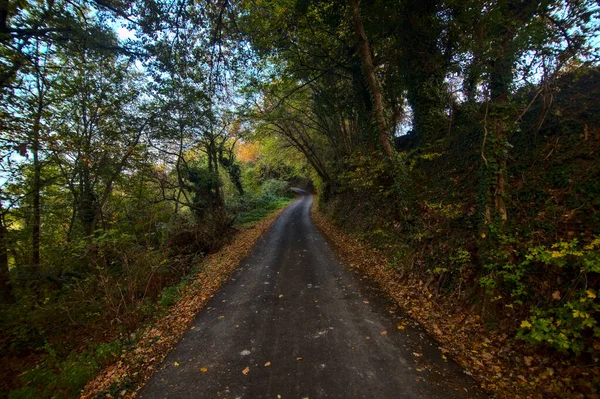 Strada Boschetto Tramonto Autunno — Foto Stock