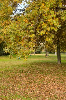 Açık bir günde sonbaharda park et