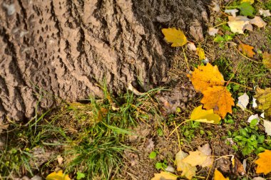 Ağaç gövdesinin altındaki sarı yapraklar.