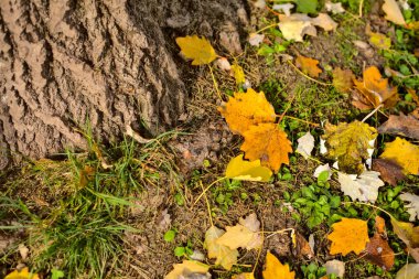 Ağaç gövdesinin altındaki sarı yapraklar.