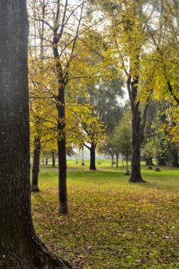 Açık bir günde sonbaharda park et