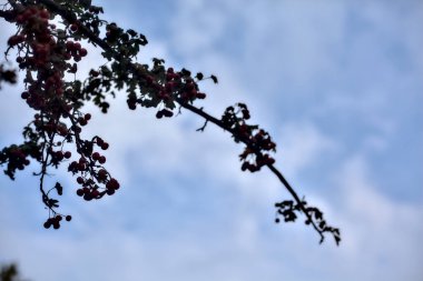 Kırmızı böğürtlen dolu bir dal.