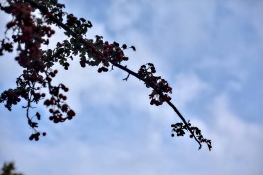 Kırmızı böğürtlen dolu bir dal.