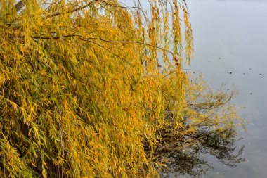 Sonbaharda, bulutlu bir günde gölü fırçalayan sarı ağacın tepesi.