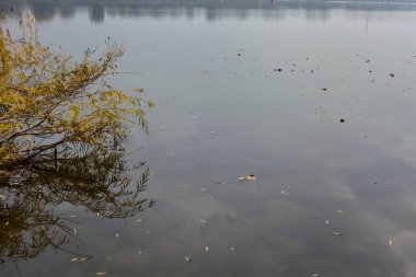 Sonbaharda, bulutlu bir günde gölü fırçalayan sarı ağacın tepesi.