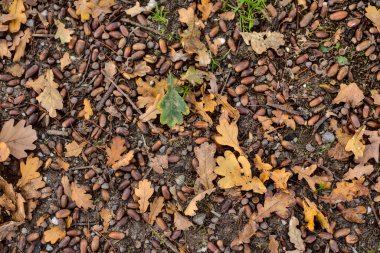 Yerde meşe yaprağı ve meşe palamudu var.