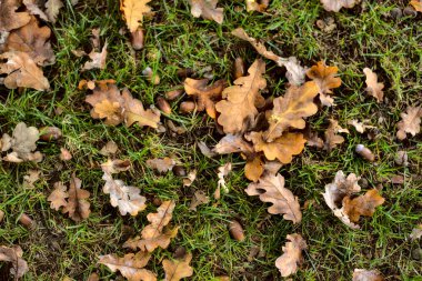 Yerde meşe yaprağı ve meşe palamudu var.