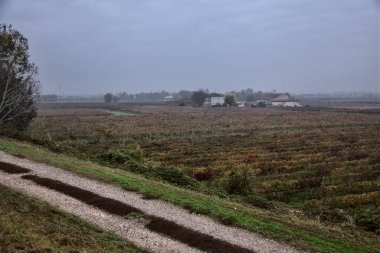 Sonbaharda bulutlu bir günde yukarıdan görünen üzüm bağları.