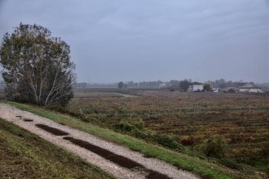 Sonbaharda bulutlu bir günde yukarıdan görünen üzüm bağları.