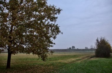 Sonbaharda, bulutlu bir günde, çıplak bir tarlanın kenarındaki ağaçlar.