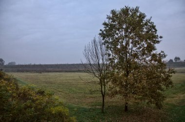 Sonbaharda, bulutlu bir günde, çıplak bir tarlanın kenarındaki ağaçlar.