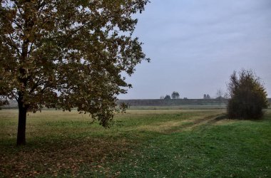 Sonbaharda, bulutlu bir günde, çıplak bir tarlanın kenarındaki ağaçlar.