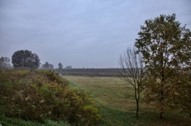 Sonbaharda, bulutlu bir günde, çıplak bir tarlanın kenarındaki ağaçlar.
