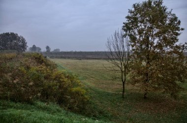 Sonbaharda, bulutlu bir günde, çıplak bir tarlanın kenarındaki ağaçlar.