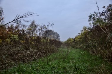 Sonbaharda çalılarla çevrili çimen yolu