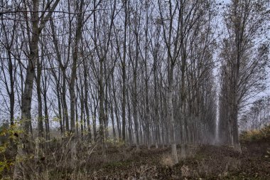 Sonbaharda neredeyse çıplak ağaçlarla huş ağacı fidanlığı