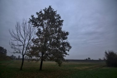 Sonbaharda, bulutlu bir günde, çıplak bir tarlanın kenarındaki ağaçlar.