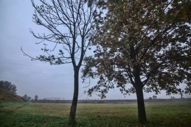 Sonbaharda, bulutlu bir günde, çıplak bir tarlanın kenarındaki ağaçlar.