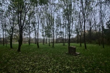 Güz mevsiminde bulutlu bir günde genç ağaçlar tarafından yapılan koruluk.