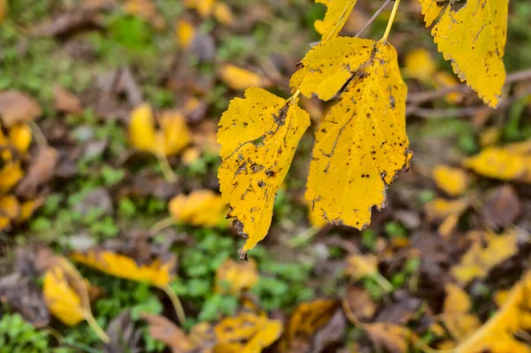 Listoví Větvi Podzim Zemí Jako Pozadím — Stock fotografie