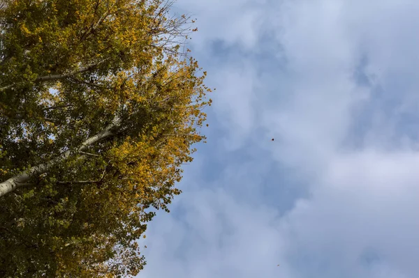 Sonbaharda Ağaçların Tepeleri Arkaplan Olarak Açık Gökyüzü Ile — Stok fotoğraf