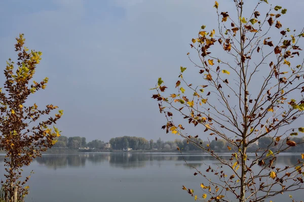Prawie Gołe Drzewo Jesienią Jeziorem Jako Tłem — Zdjęcie stockowe