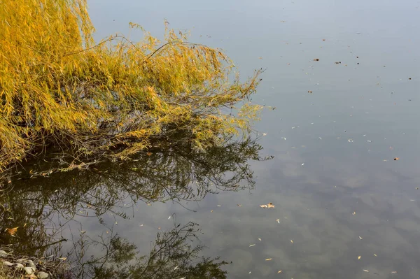 Puncak Pohon Kuning Musim Gugur Yang Menyikat Danau Pada Hari — Stok Foto